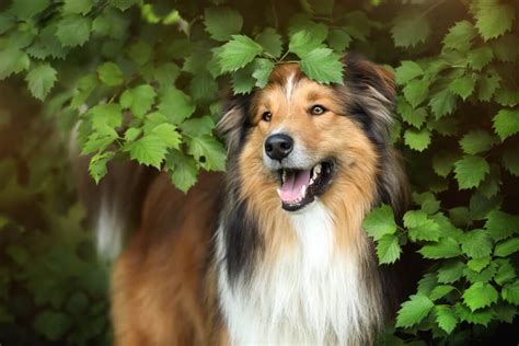 rough collie temperament and personality.